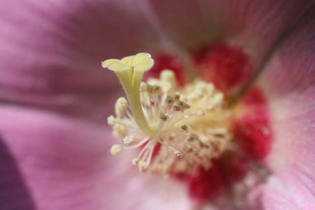 夏の名残の写真2