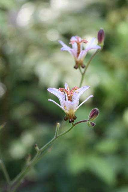写真 夏の名残 その3