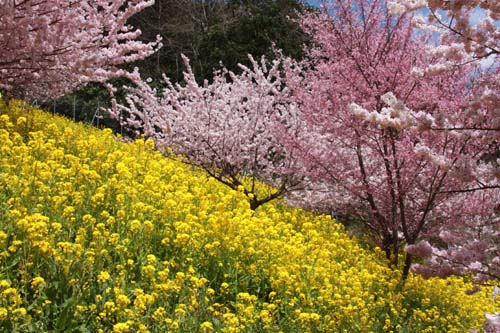 はるめきさくら