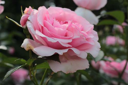 花菜ガーデン02