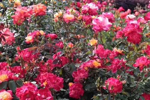 県立神奈川花菜ガーデン04