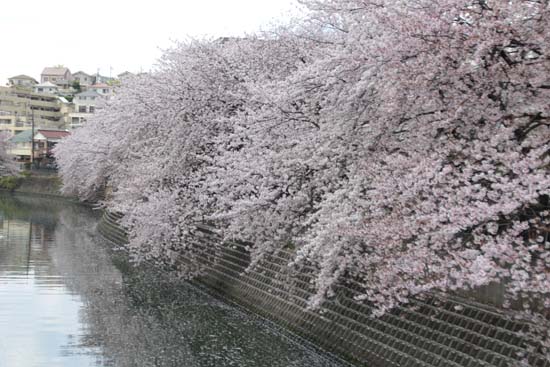 大岡川沿いに02