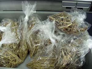 実験教室小学生03