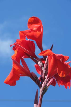 鎌倉の夏の花02