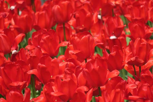 チューリップ02