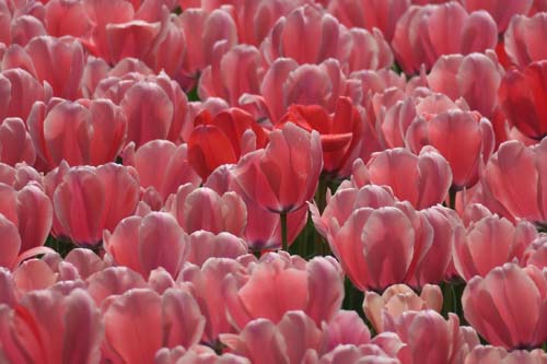 チューリップ03