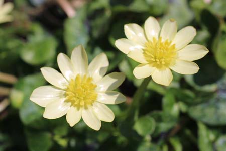 ひめりゅうきんか